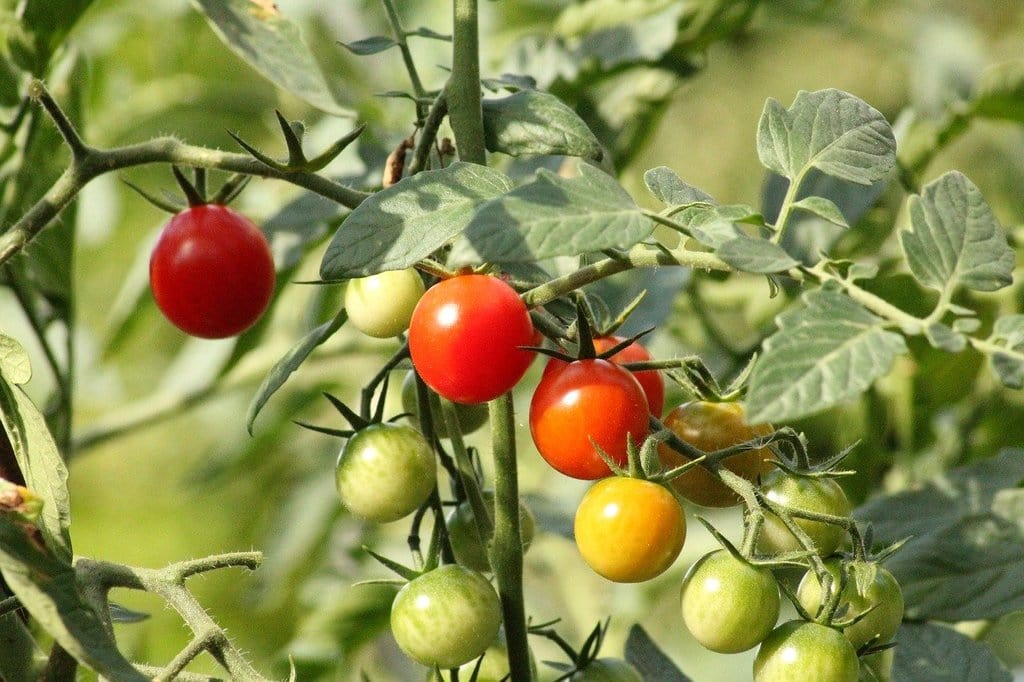 Comment cultiver des légumes frais et savoureux à domicile ?